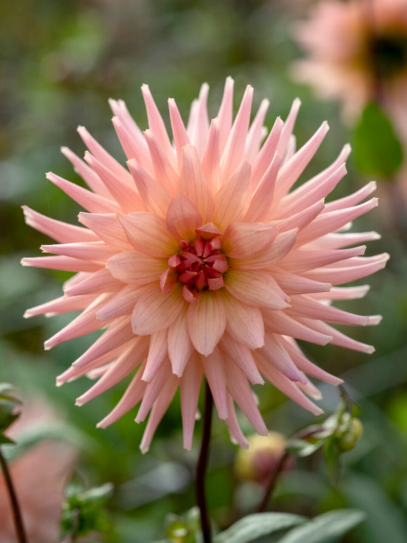 Dahlia Preference