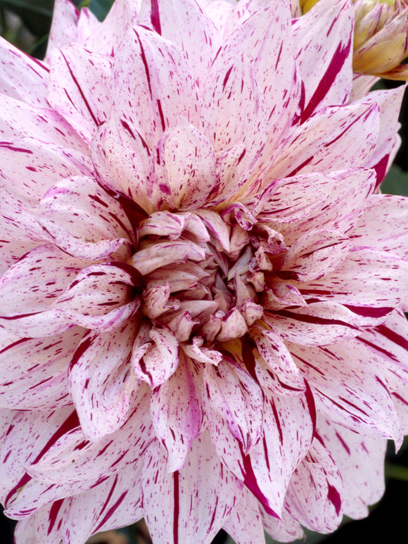 Dahlia Prince Valiant