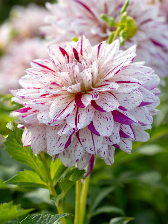 Dahlia Prince Valiant