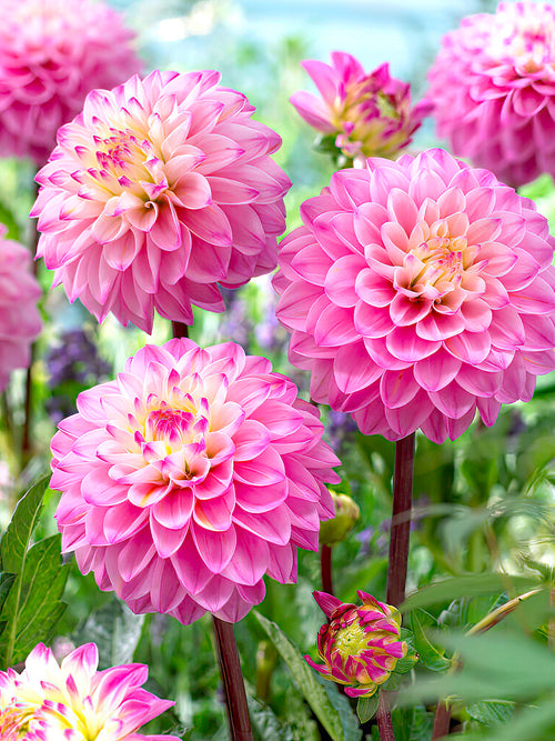 Dahlia Princess Laetitia