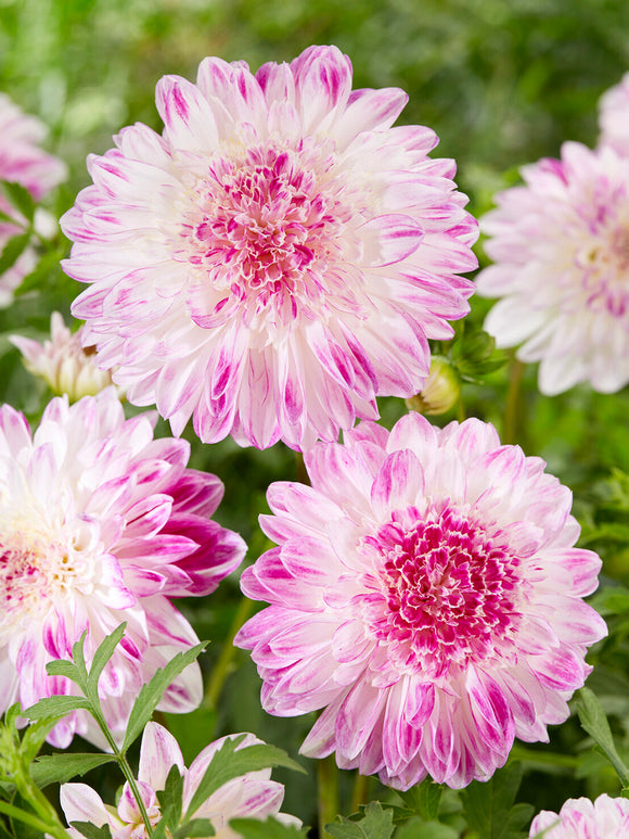 Dahlia Que Sera