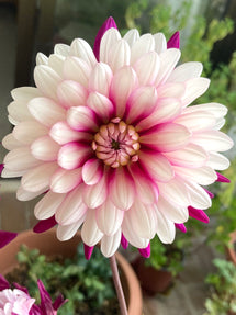 Dahlia Rebecca's World