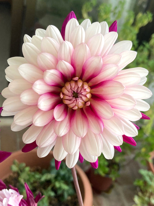 Dahlia Rebecca's World