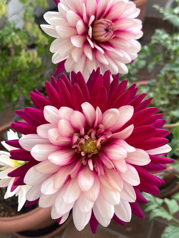 Dahlia Rebecca's World