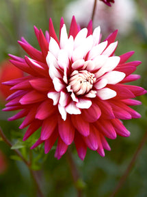 Dahlia Rebecca's World