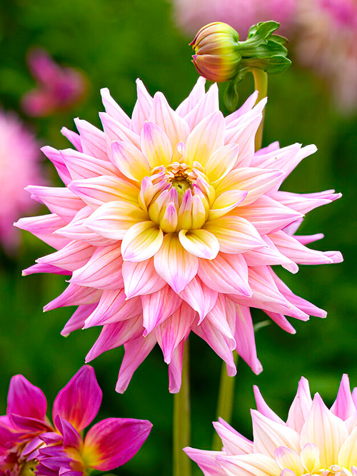 Dahlia Romantique