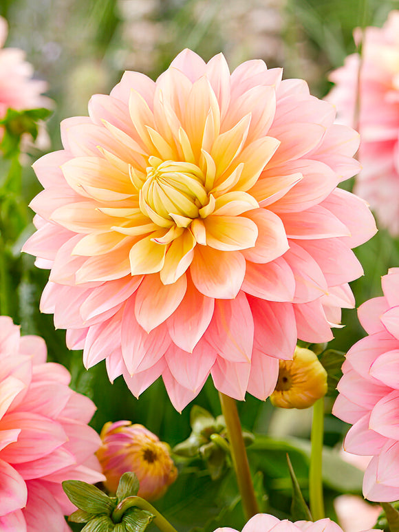 Dahlia Sheer Heaven