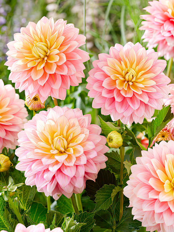 Dahlia Sheer Heaven