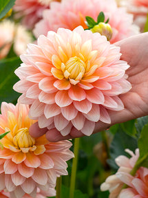 Dahlia Sheer Heaven