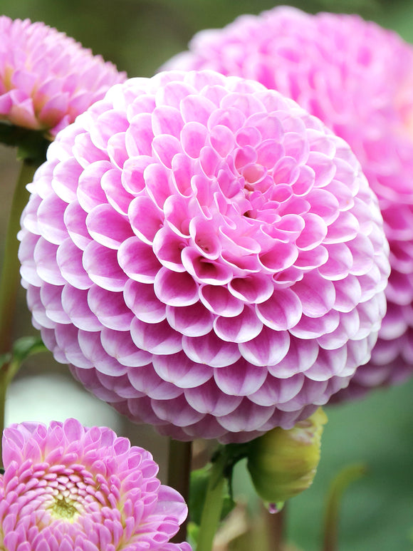 Dahlia Stolze von Berlin tubers