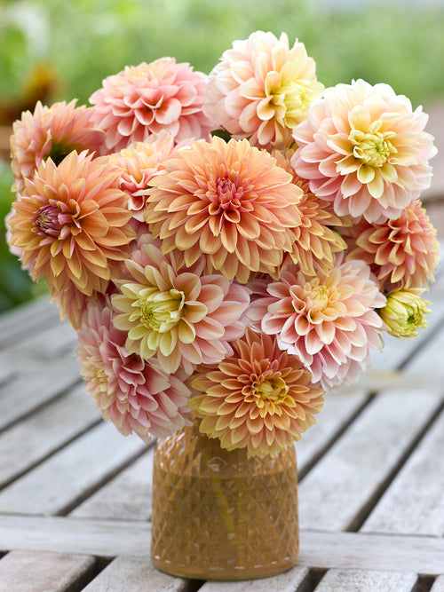 Dahlia Sunrise Serenade Collection
