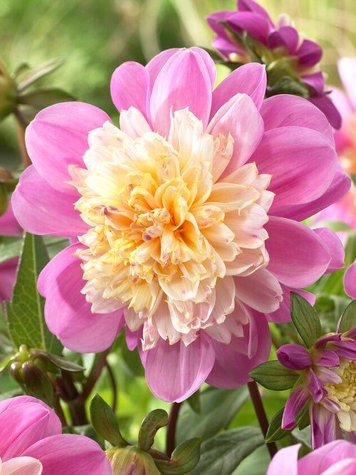 Dahlia Take Off
