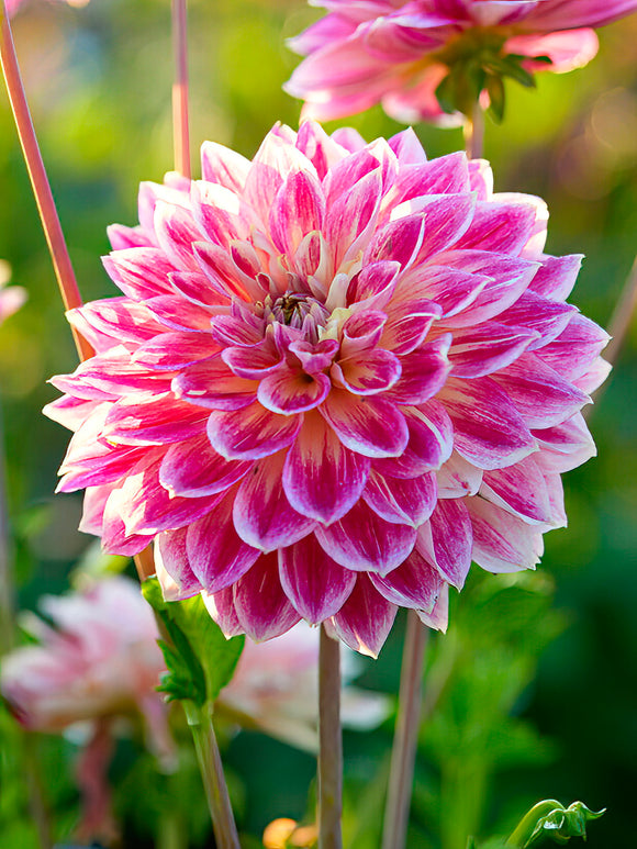 Dahlia Temple of Beauty