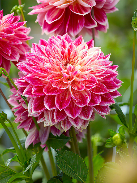 Dahlia Temple of Beauty