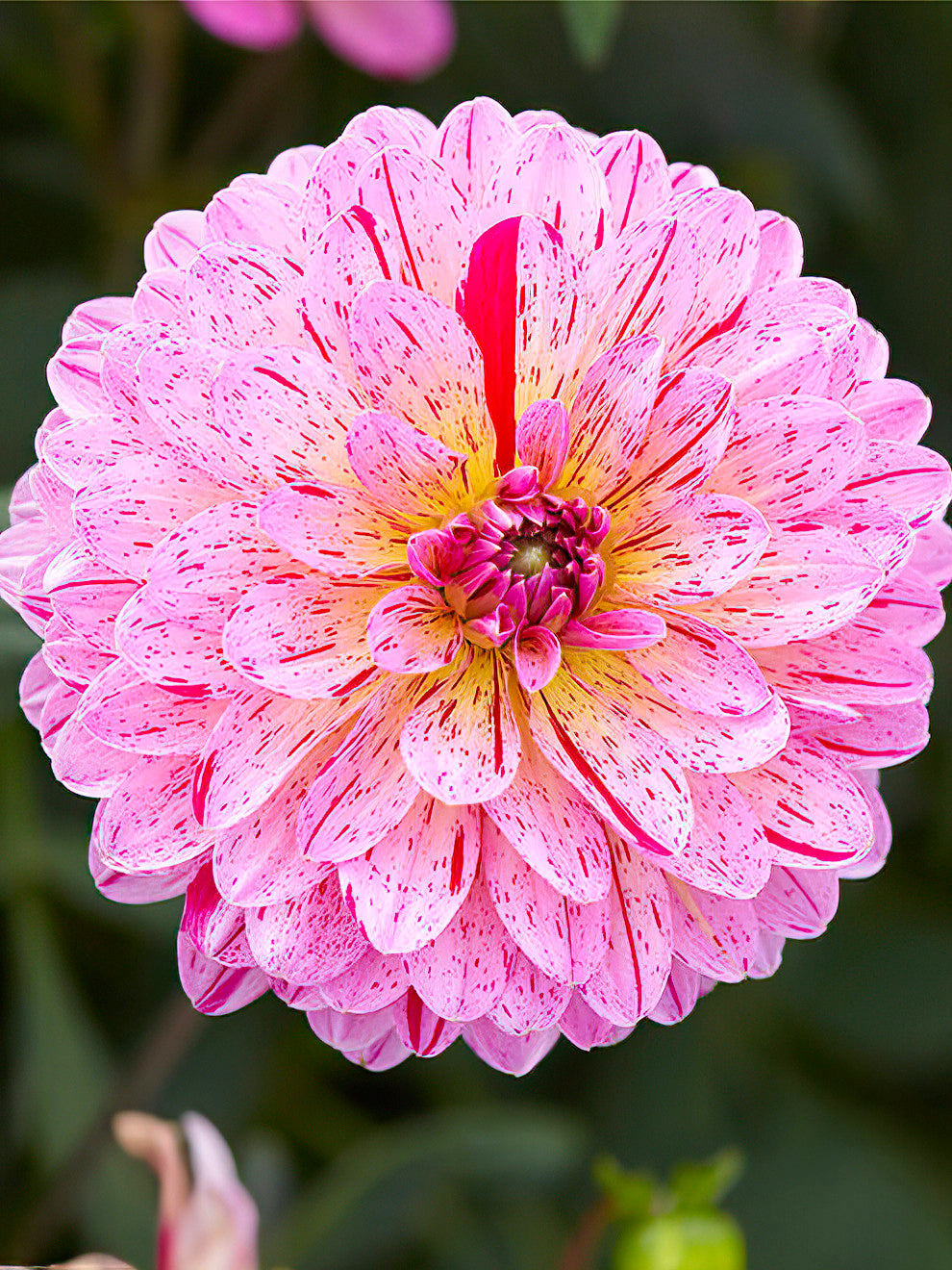 dahlia flower seeds online 2 Dahlia Tubers