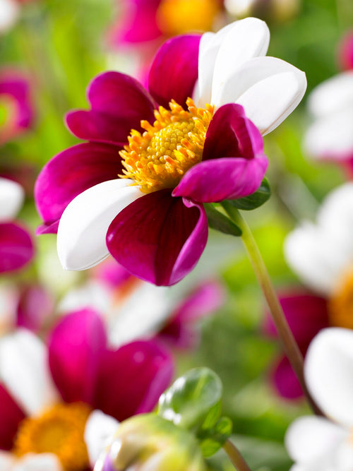 Dahlia Twyning's Smartie