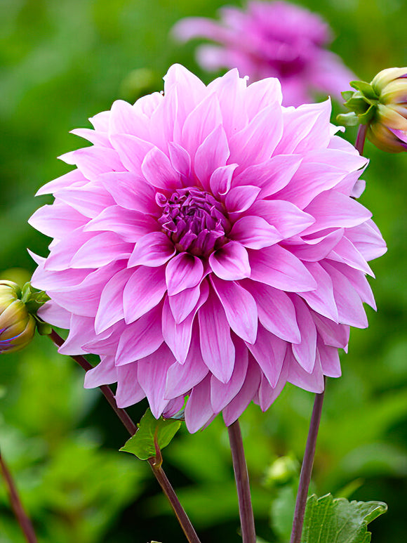 Dahlia Vassio Meggos