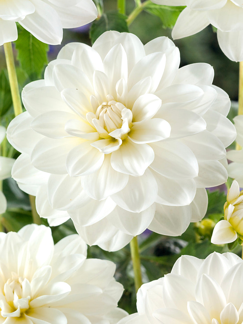 white water lily dahlia 2 Dahlia Tubers