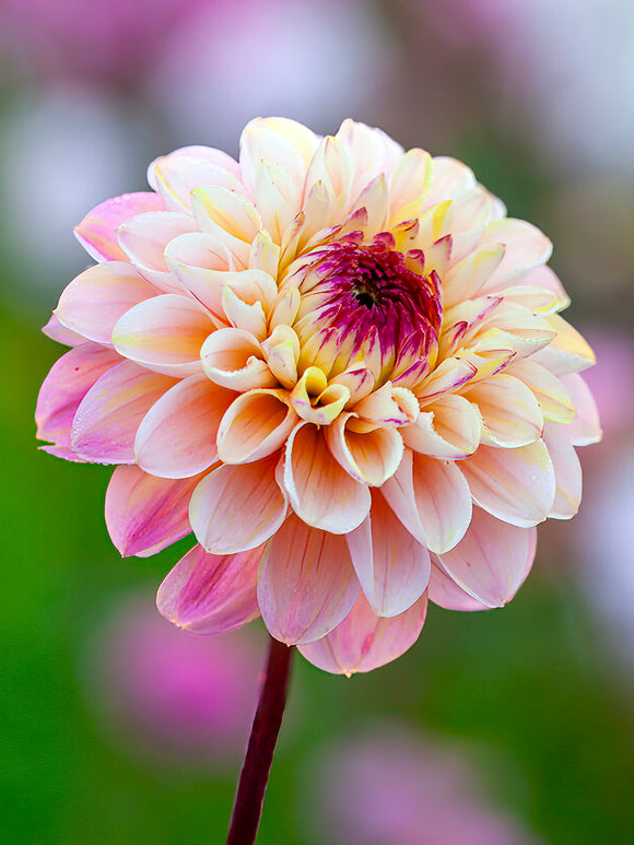 Dahlia Wine Eyed Jill