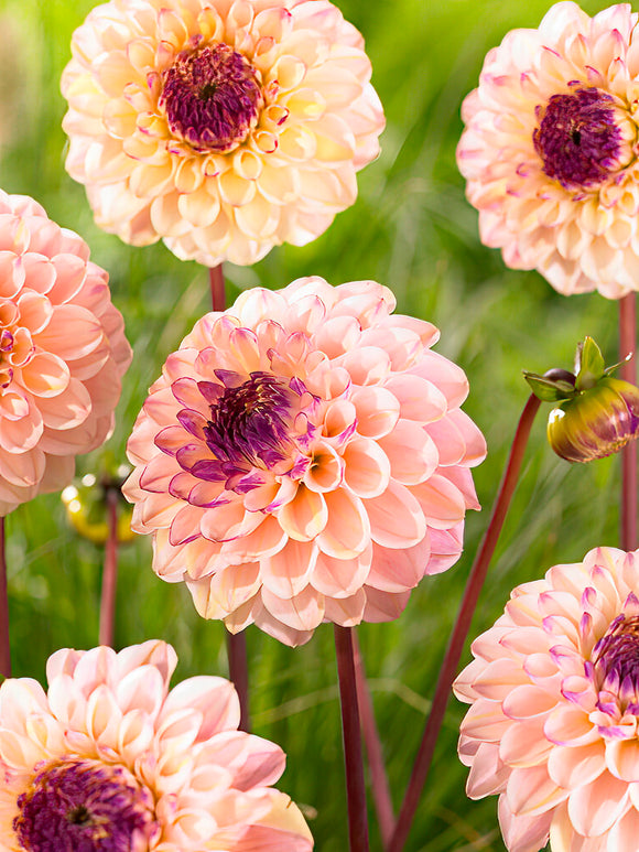 Dahlia Wine Eyed Jill