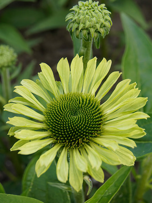 Echinacea Green Jewel - bare roots for UK shipping