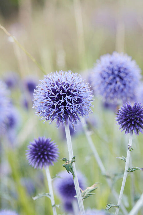 Echinops Blue Globe Bare Roots for Spring Planting
