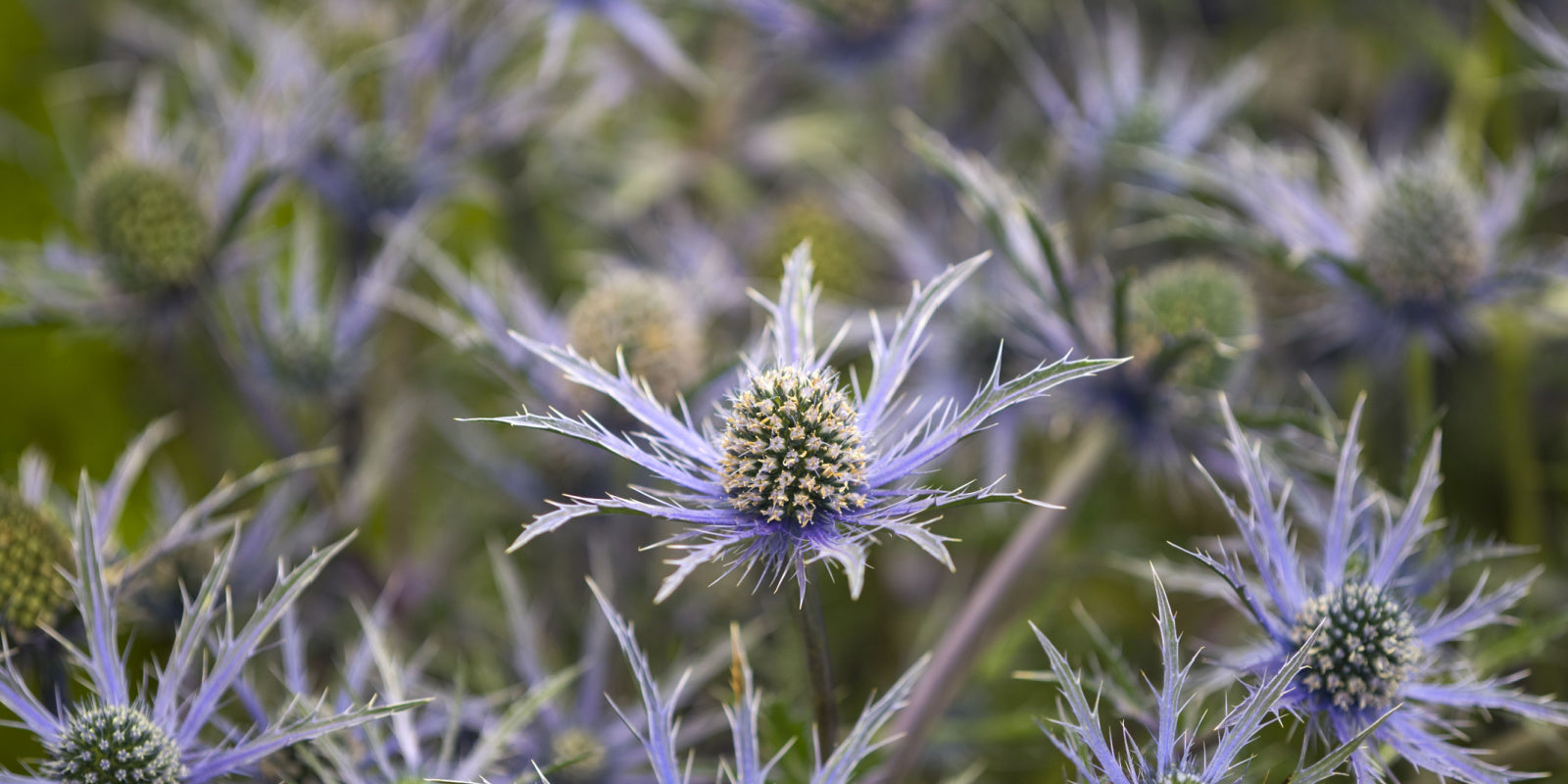 Buy Bare Root Eryngium Jos Eijking