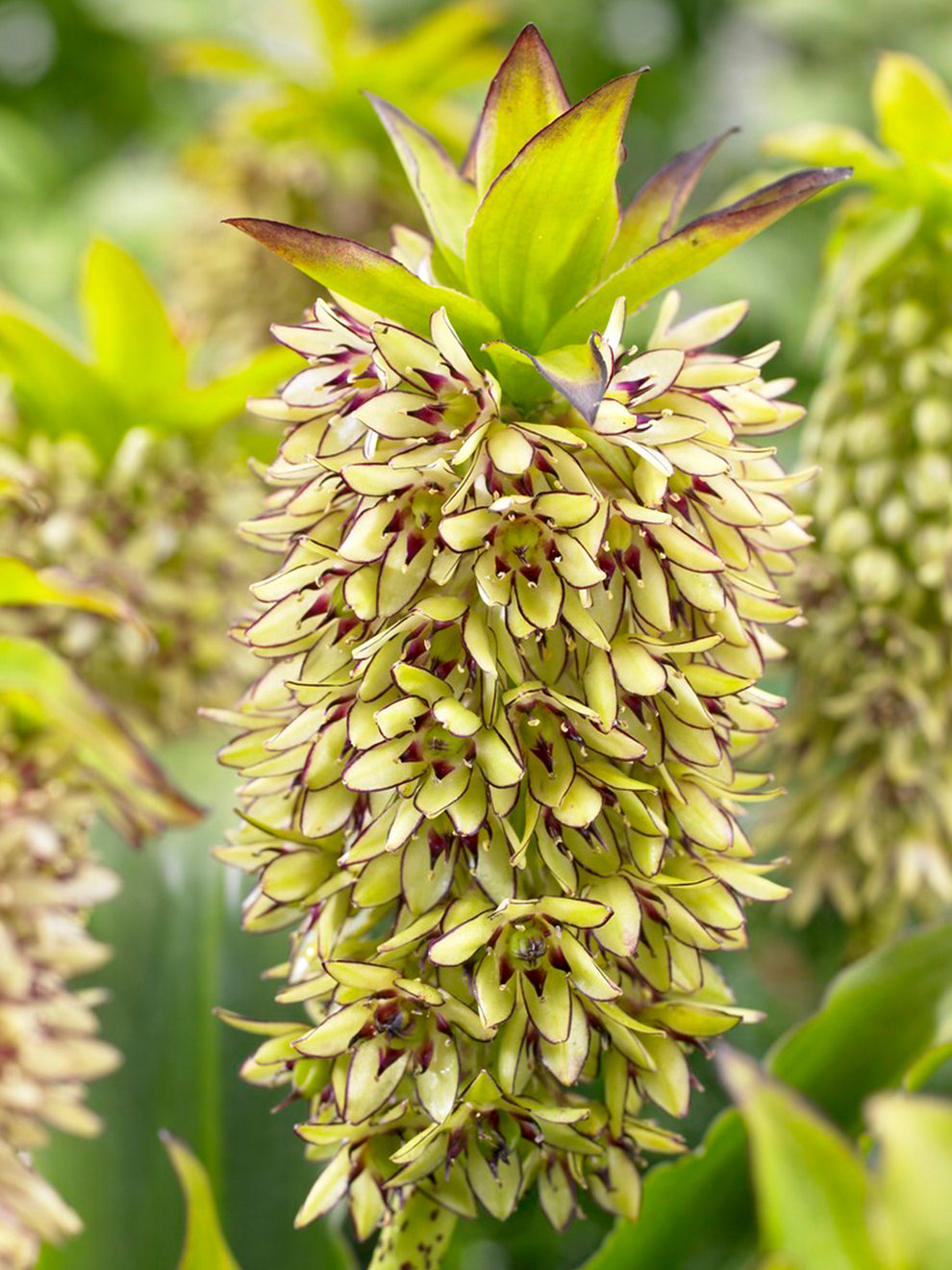 pineapple plant eucomis 1 bulb