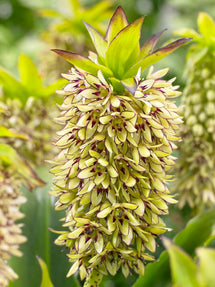Eucomis Bicolor (Pineapple Lily)