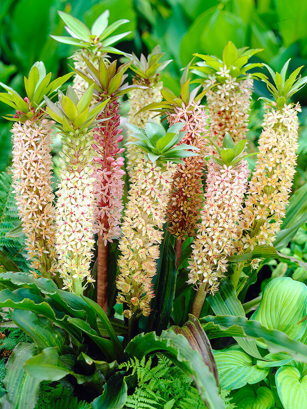Eucomis Comosa Giant Mix (Pineapple Lily)