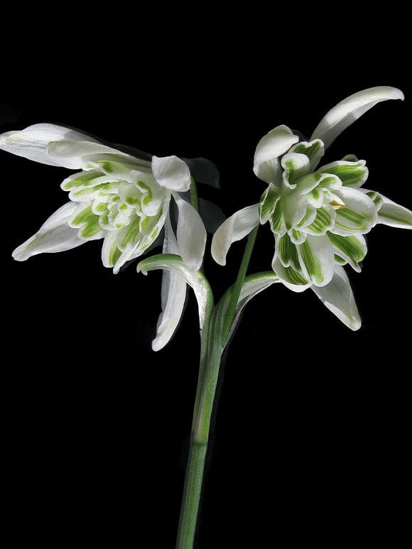 Galanthus Nivalis Flore Pleno, the double-flowered Snowdrop