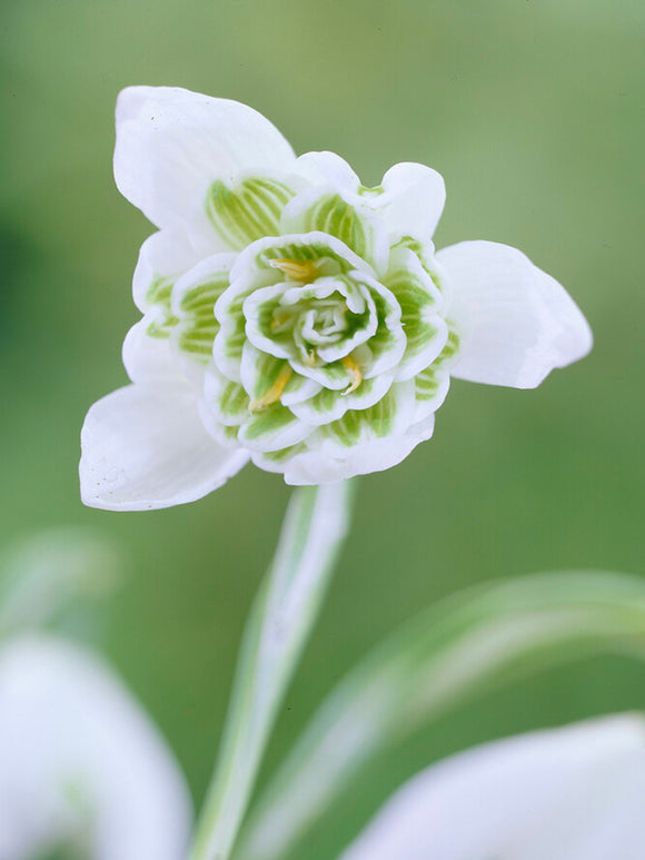 Galanthus Nivalis Flore Pleno, the double-flowered Snowdrop