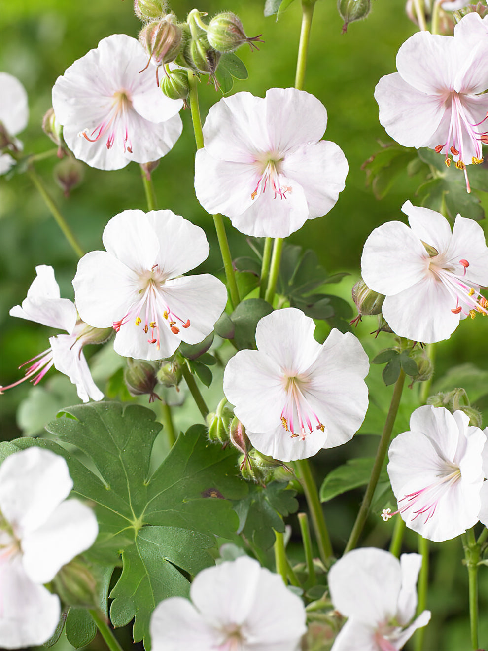 biokovo geranium seeds 1 Bare Root