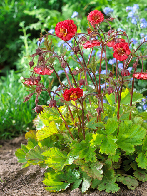 Geum Flames of Passion