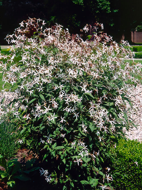 Gillenia trifoliata, commonly known as Bowman's Root or Indian Physic