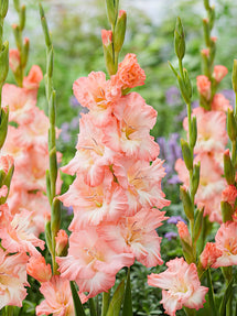 Gladiolus Monte Gordo