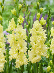 Gladiolus Lemon Ruffle