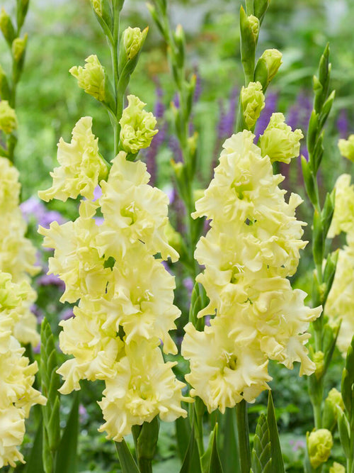 Gladiolus Lemon Ruffle
