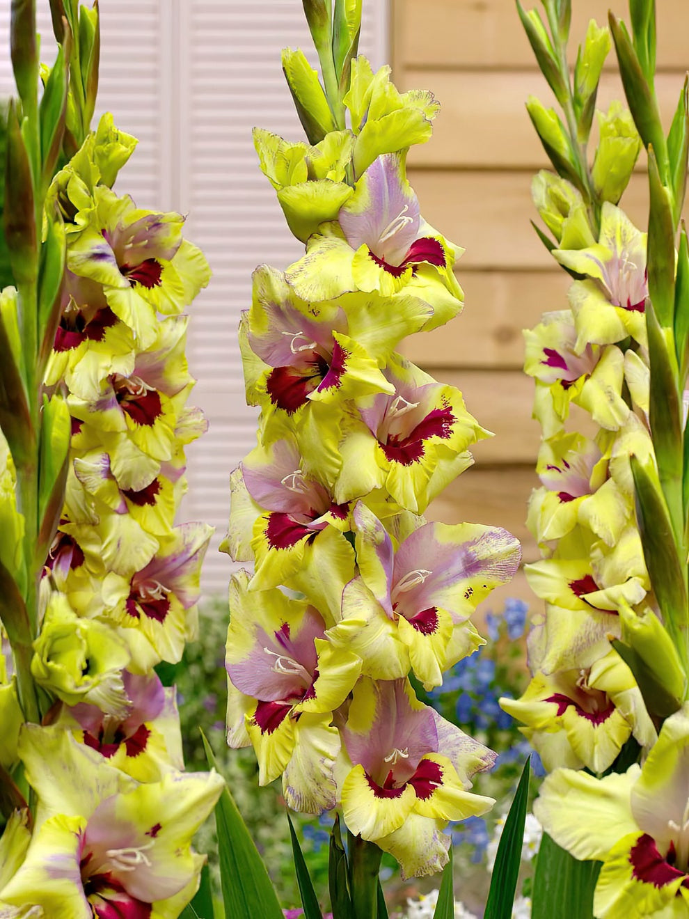 Gladiolus Oracle Order Online At DutchGrown gladiolus-oracle-order-online-at-dutchgrown