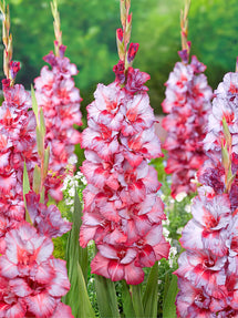 Gladiolus Teds Trumpet