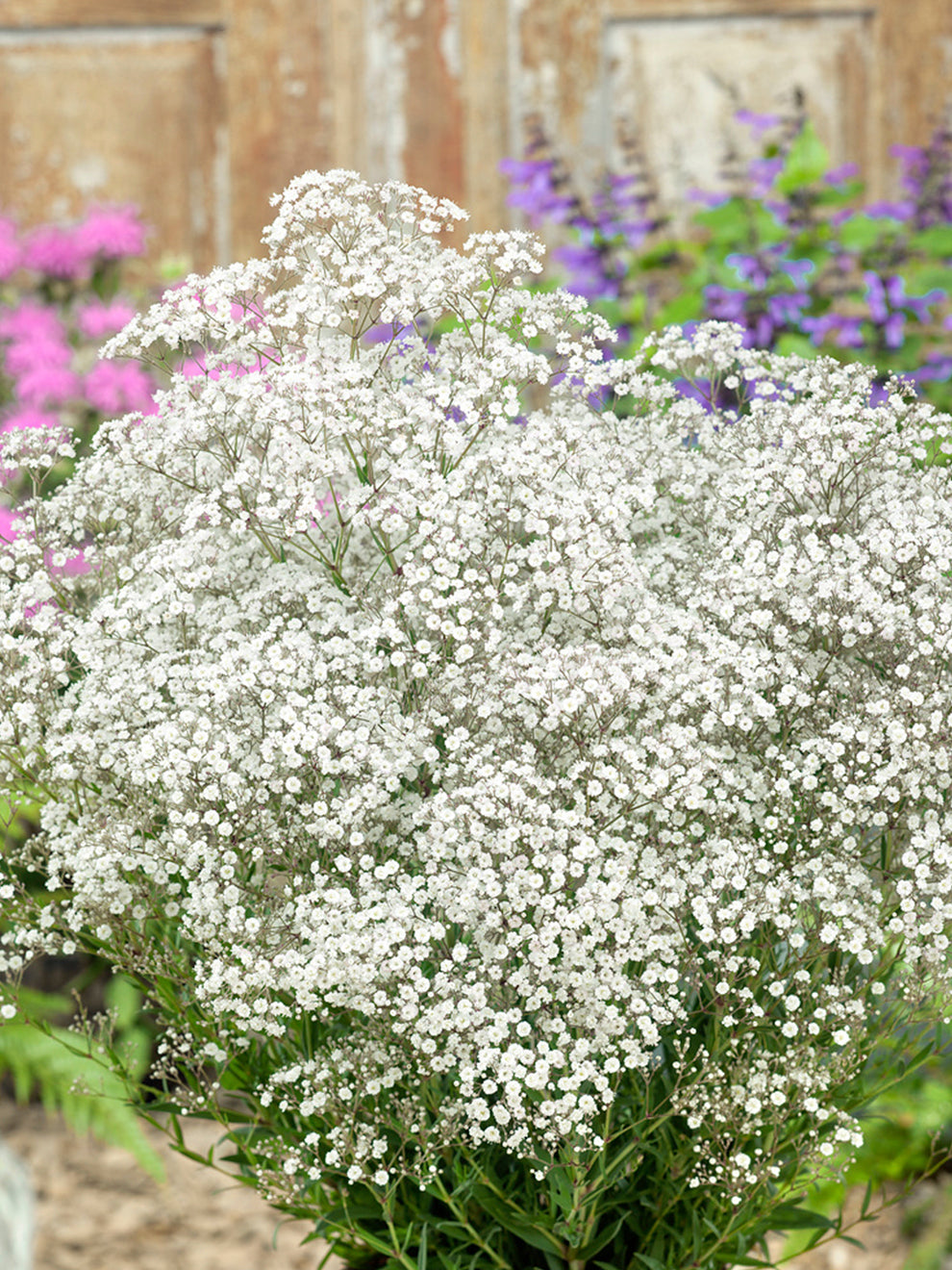 Babys Breath, Early Snowball - Burpee