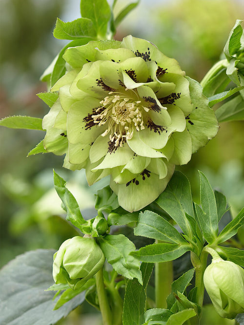 Buy Helleborus Double Ellen Green for spring shipping to UK