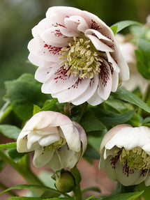 Hellebores Double Ellen Pink Spotted