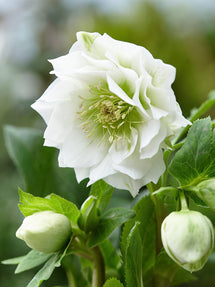 Hellebores Double Ellen White