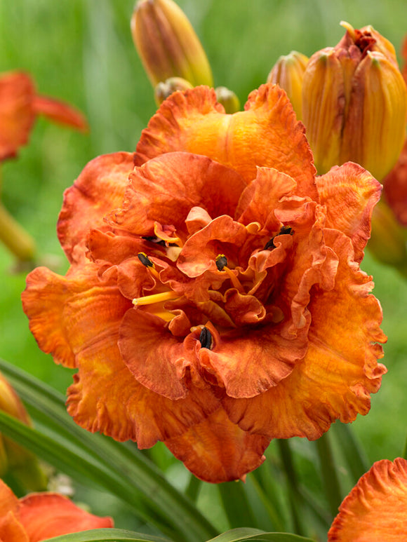 Daylily 'Awesome Luck' (also know as Hemerocallis 'Awesome Luck')