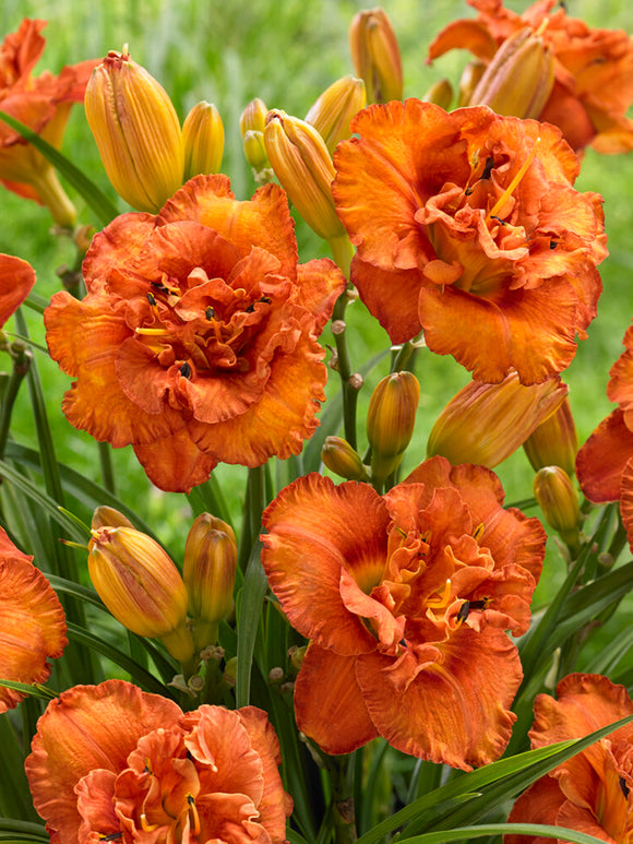 Daylily 'Awesome Luck' (also know as Hemerocallis 'Awesome Luck')