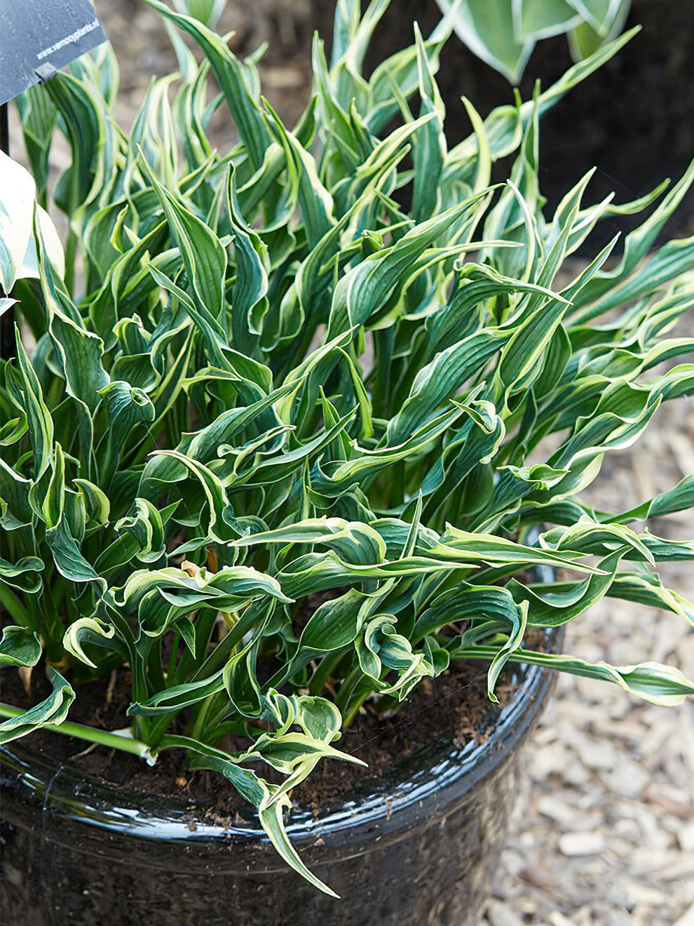 hosta praying hands plant Hosta Hands Up