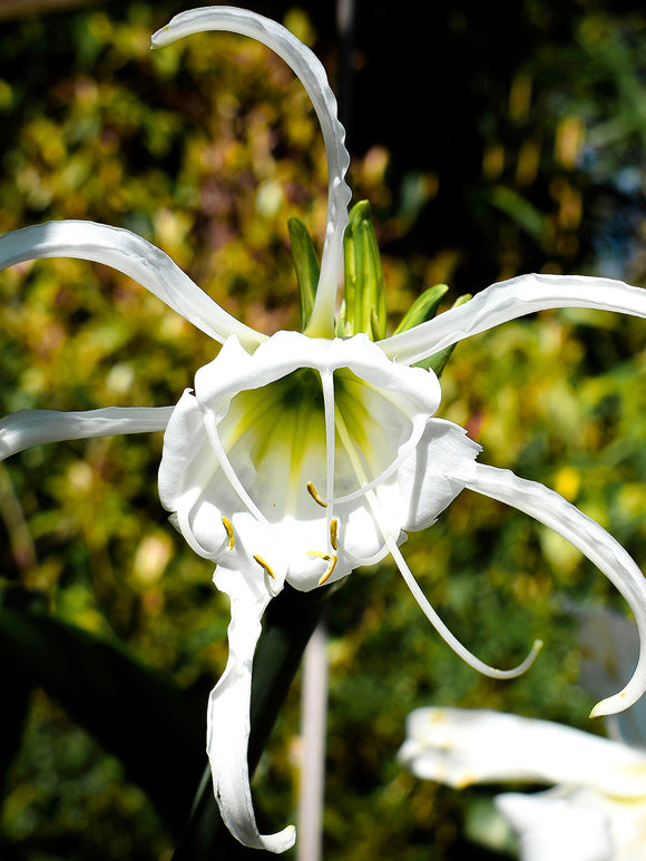 Hymenocallis Festalis ‘Zwanenburg’, also known as the Peruvian Daffodil or Spider Lily