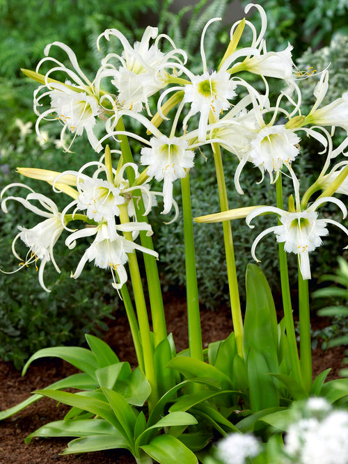 Hymenocallis Festalis ‘Zwanenburg’, also known as the Peruvian Daffodil or Spider Lily