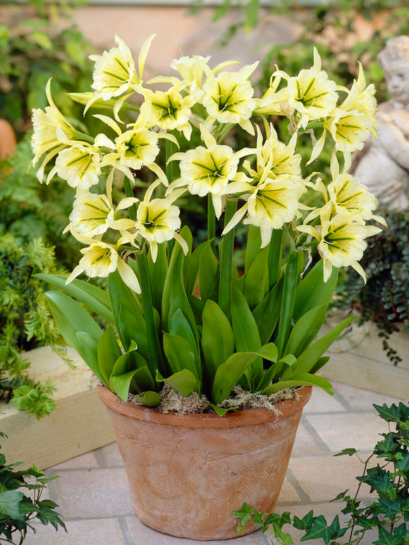 Hymenocallis ‘Sulphur Queen’, a rare and exquisite variety of the Peruvian Daffodil family